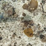 one tree island 6.jpg