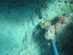 BF1_20151013_MSA068_13.JPG