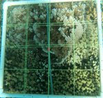 R10-T1-Crest-8 edit.jpg