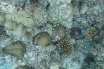 20231020_OlhuveliHouseReef_10m_T1_10.JPG
