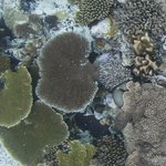 Danger Island 36002118301.jpg