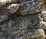 alterinhos_MC10n_20250330 110200.JPG