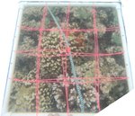 2 - 2021_R1_T1_ Crest_1.jpg