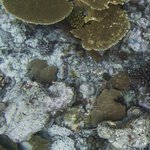 Danger Island 36002117301.jpg