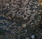 alterinhos_MC2n_20250330 104743.JPG