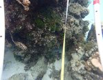 124124_Aug20_JJR1_Algae_36.JPG