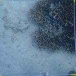 20210407_Sax_Transect 1 (28).JPG