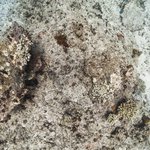 Wilson Island Reef 10.jpg