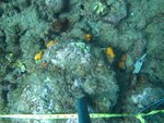 BF1_20151013_MSA068_03.JPG