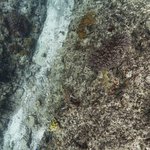 Wilson Island Reef 5.jpg