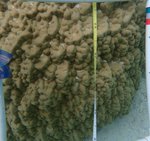 124124_Aug20_JJR1_Algae_42.JPG