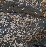 alterinhos_MC1n_20250330 104622 (1).JPG