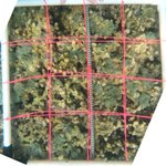 2 - 2021_R4_T1_crest_2 edit.jpg