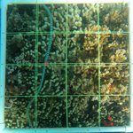 R10-T1-Crest-3 edit.jpg