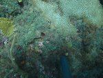 BF1_20151013_MSA074_03.JPG