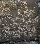 alterinhos_MC6n_20250330 105725.JPG