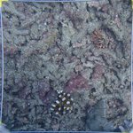 20210407_Sax_Transect 1 (17).JPG