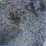 20210407_Sax_Transect 1 (11).JPG