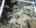 124124_Aug20_JJR1_Algae_26.JPG