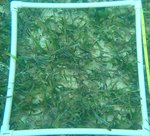 TURTLE HARBOUR Q4.jpg