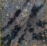 angeiras_MC5 20241022 125557_20241022 125711.JPG