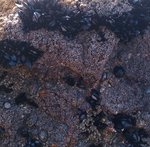 angeiras_MC11 20241022 125205 com mexilhão_20241022 125233.JPG