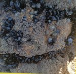 angeiras_MC2 20241022 124619_20241022 124655.JPG