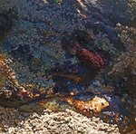 angeiras_MC10 20241022 124159_20241022 124208.JPG