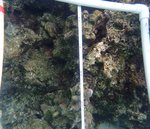 124124_Aug20_JJR1_Algae_39.JPG