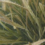 Seagrass (Enhalus acoroides)