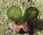 Macroalgae: Globose: green: Derbesia