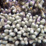 Porites furcata Dead