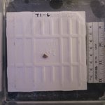 Green_algal_stain-CCA