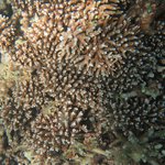 Acropora microphthalma