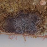 Calyptotheca triangulata