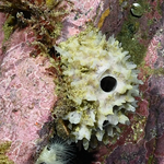 Oceanapia spinisphaera