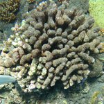 Turf on dead branching