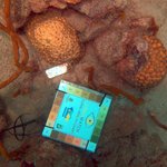 Montastraea cavernosa