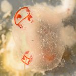 ARMS-CREP-Tunicate Solitary