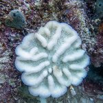 Mycetophyllia - bleached