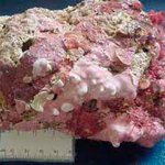 Other crustose macroalgae 1