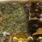 CCA white to greenish