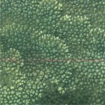 Turf algae on Dead Acropora (tabulate)