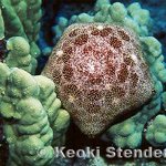 Culcita novaeguineae