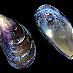 Mytilus edulis