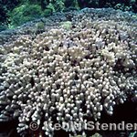 Porites compressa algal overgrowth