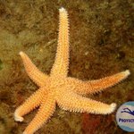 Allostichaster capensis