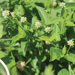 Alternanthera flavescens