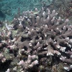 Acropora robusta