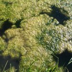 Algae, filamentous